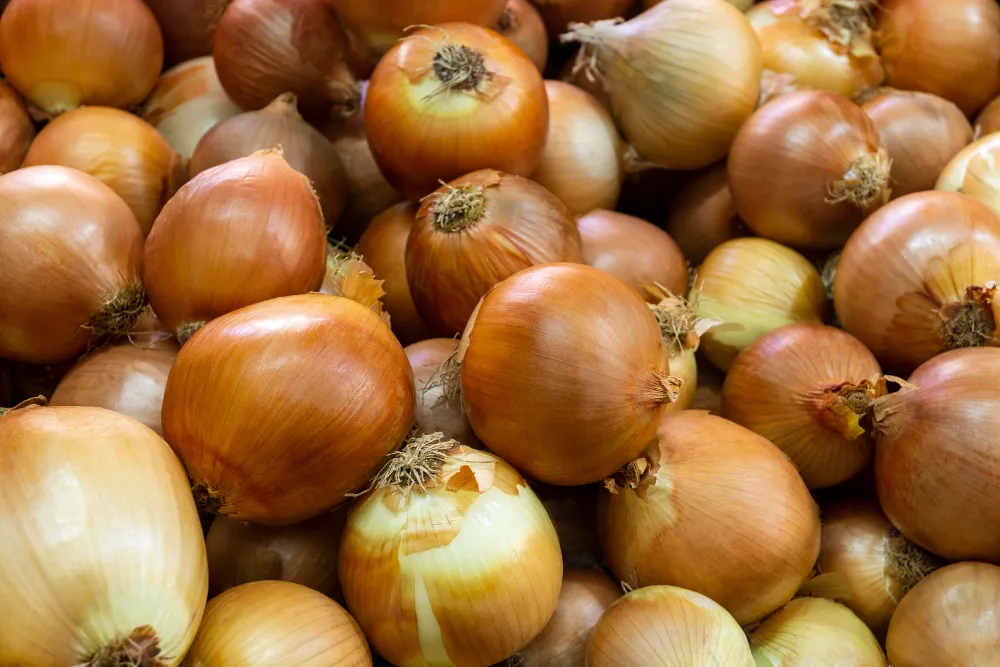 Oignons