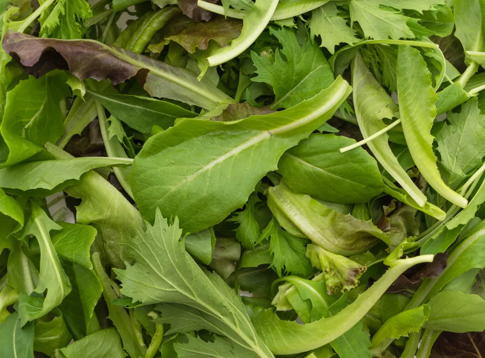 Roquette