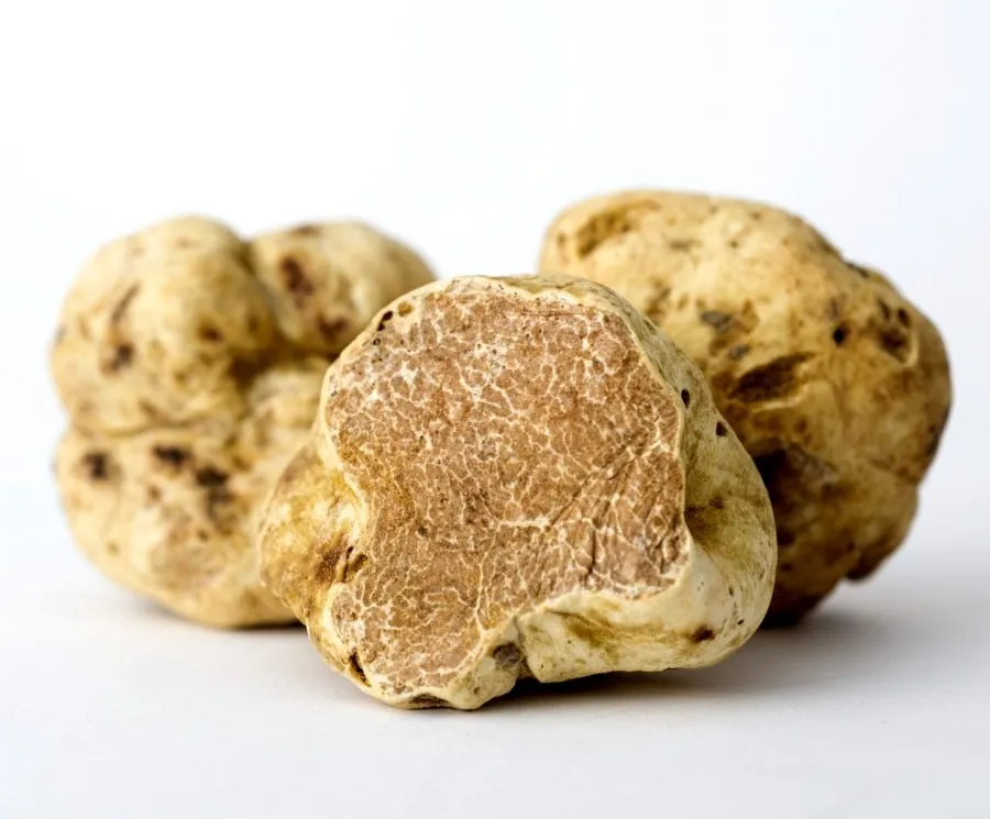 Truffe blanche